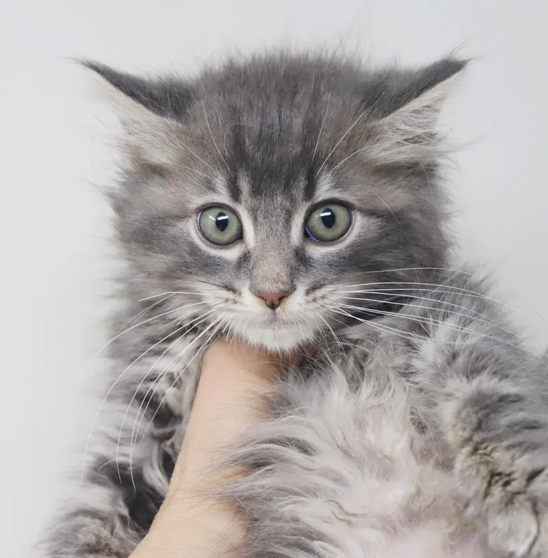 Briggs is a baby thumbnail 4