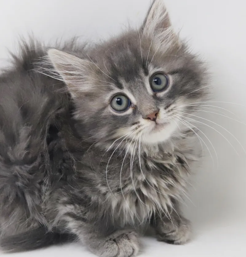 Briggs is a baby thumbnail 6