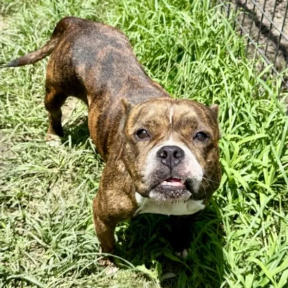 An adult medium-sized female Staffordshire Bull Terrier dog named Tara for adoption in Houston, TX