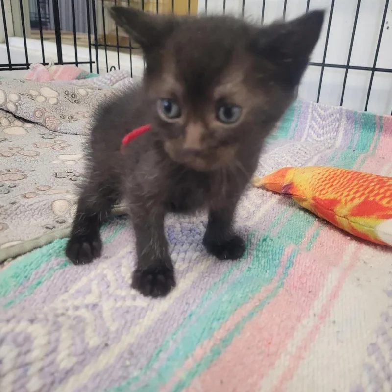 A baby small-sized female Black Domestic Short Hair cat named Ruby for adoption in Clarksdale, MS
