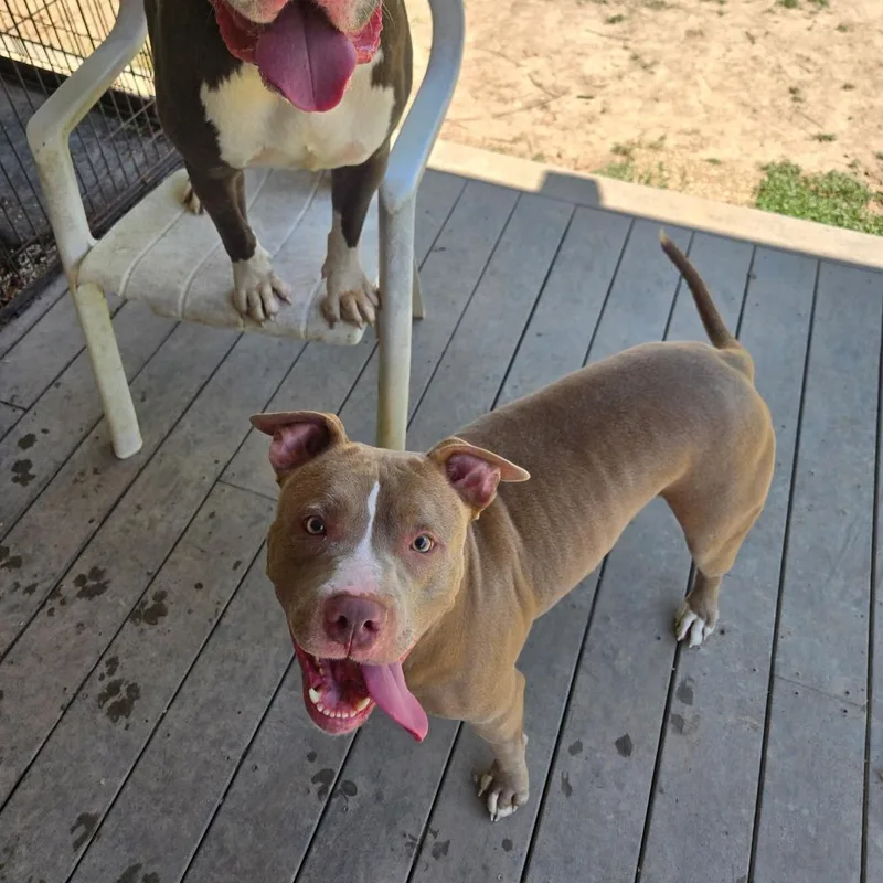 An adult medium-sized female Apricot / Beige American Staffordshire Terrier dog named Cosmo for adoption in Saluda, VA