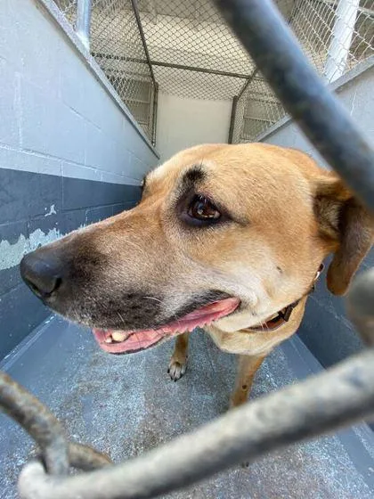 An adult medium-sized female Black Mouth Cur dog named Zayda for adoption in Daytona Beach, FL