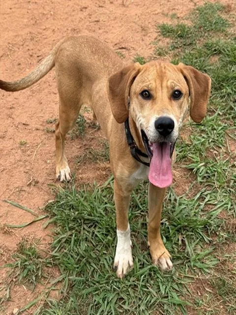A young small-sized male Redbone Coonhound dog named Sampson for adoption in York, SC