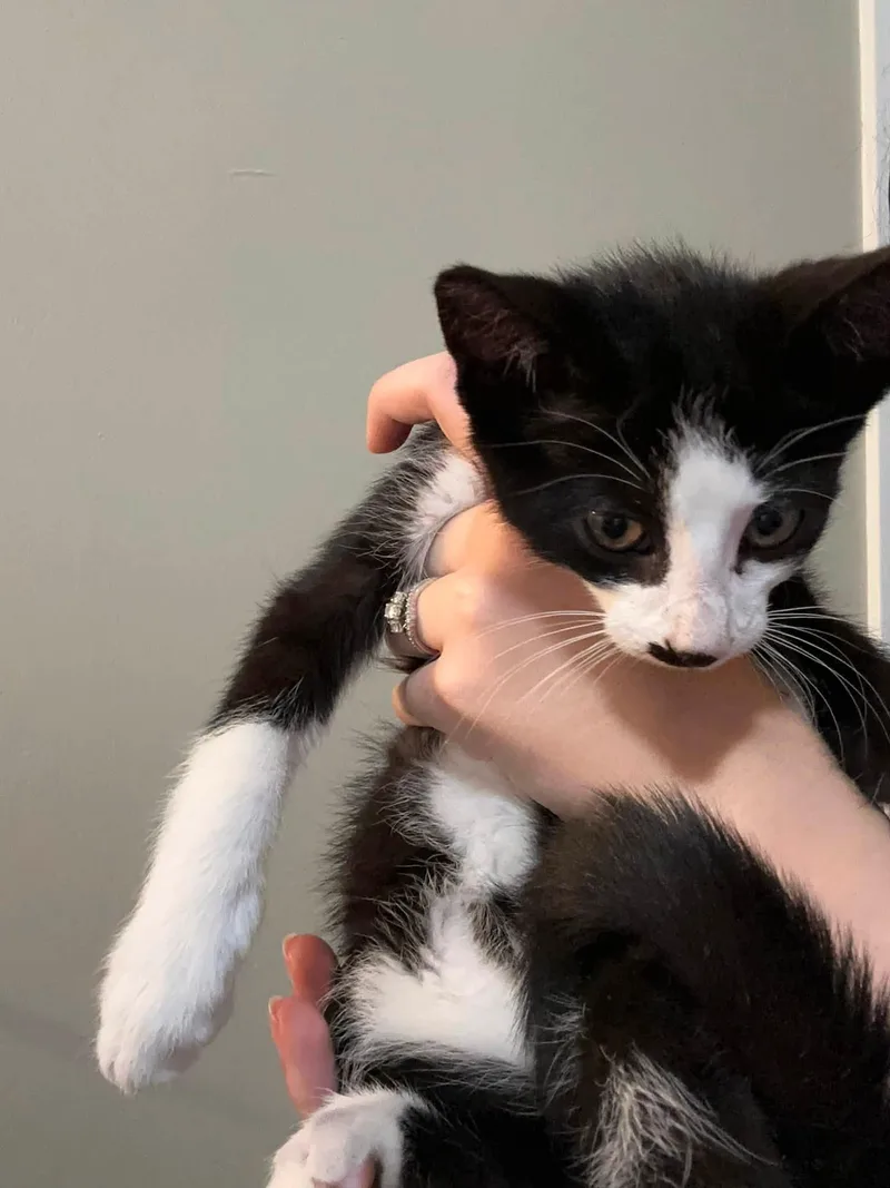 A baby small-sized male Domestic Short Hair cat named Edward for adoption in Enfield, CT