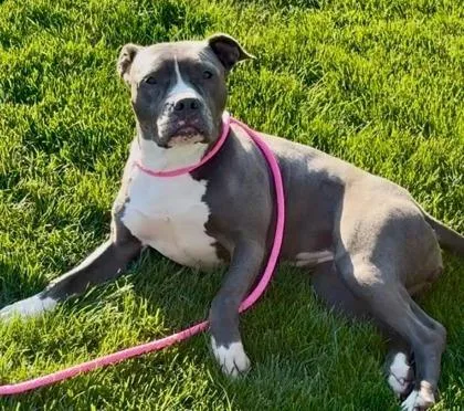 An adult large-sized female Gray / Blue / Silver Pit Bull Terrier dog named Lady Blue for adoption in Kansas City, MO