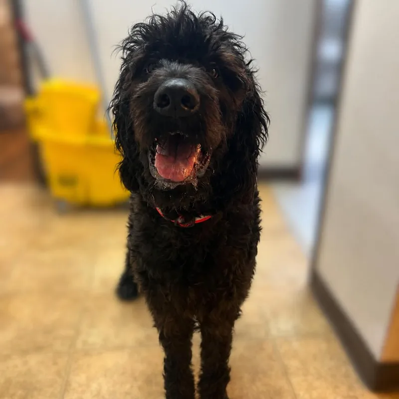 A young large-sized male Black Standard Poodle dog named Max for adoption in Tyler, TX