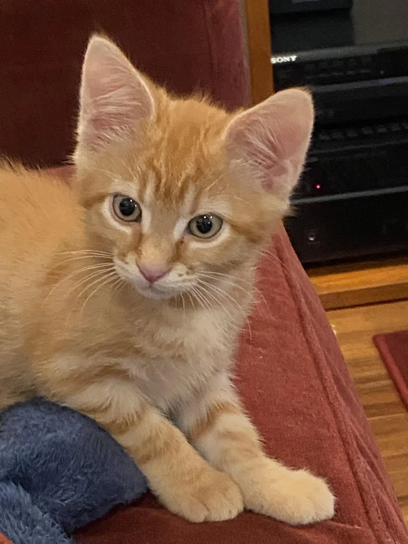 A baby medium-sized male Black Domestic Short Hair cat named CASH and FLYNN  for adoption in Hillsboro, OR
