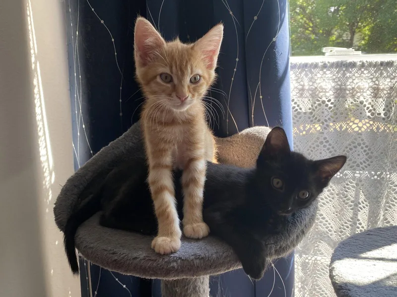 CASH and FLYNN  thumbnail 3