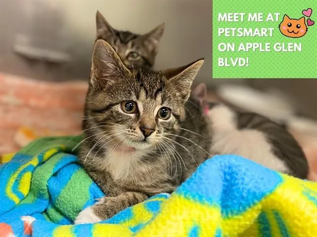 A baby small-sized female Domestic Short Hair cat named Sunny for adoption in Fort Wayne, IN