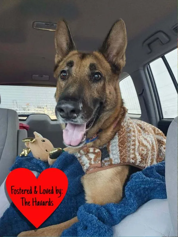 An adult large-sized male German Shepherd Dog dog named Doc Holiday for adoption in San Leon, TX