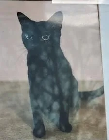 An adult medium-sized female Black Domestic Short Hair cat named Swiftie for adoption in Jackson, NJ