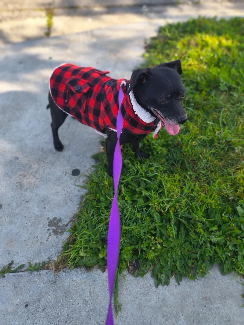 A senior small-sized male Black Chihuahua dog named Orville for adoption in West Hollywood, CA