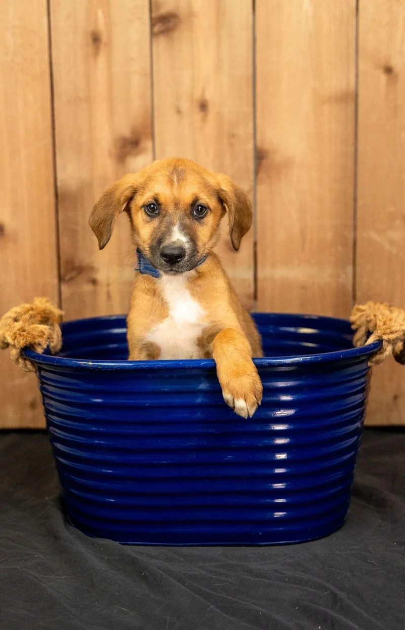 A baby medium-sized female Shepherd dog named 696-26 for adoption in Brighton, CO