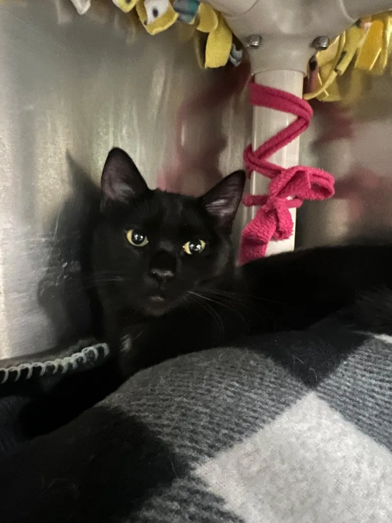 A baby medium-sized female Black Bombay cat named Mishka for adoption in Woodinville, WA