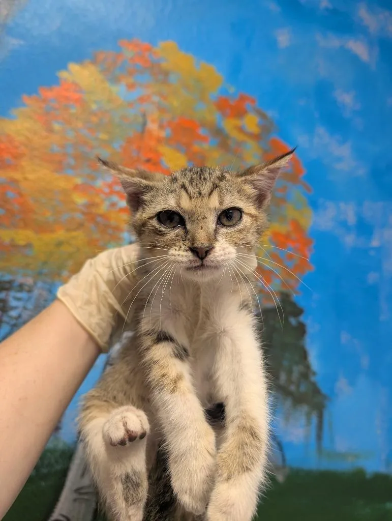 A baby medium-sized male Domestic Short Hair cat named Rosie for adoption in New Braunfels, TX