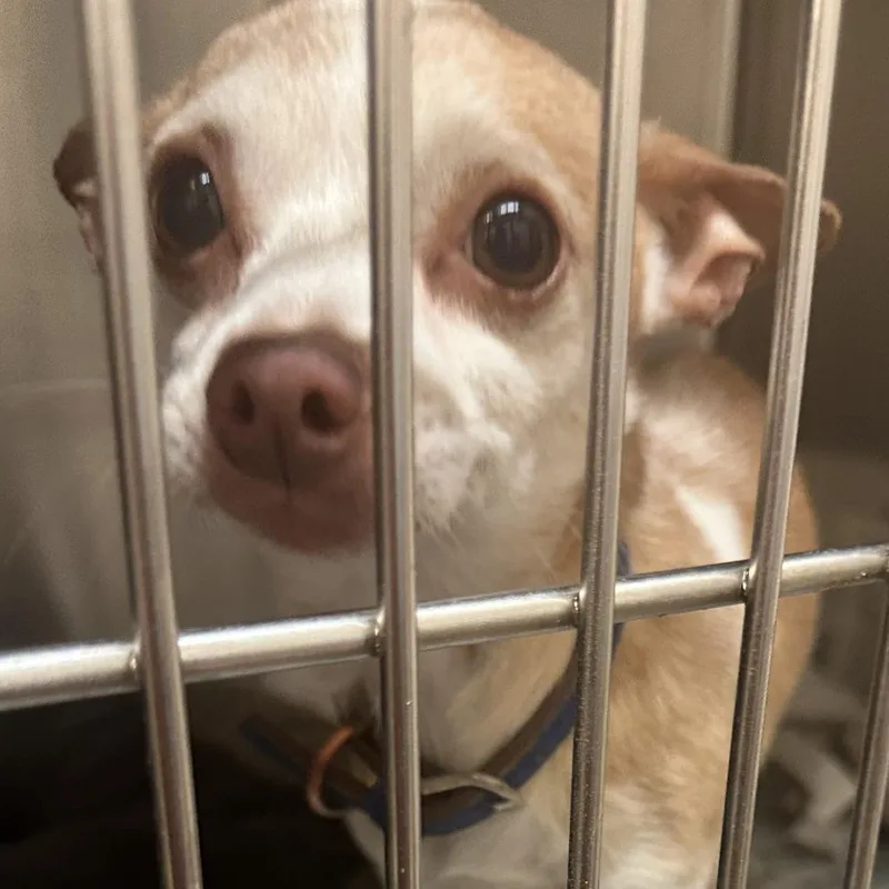 A senior small-sized male Yellow / Tan / Blond / Fawn Chihuahua dog named Leo for adoption in Calverton, NY