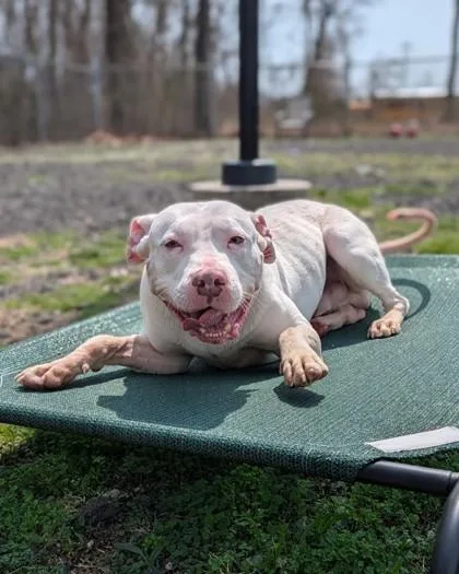 A young medium-sized male Pit Bull Terrier dog named Gridley for adoption in Hamilton, NJ