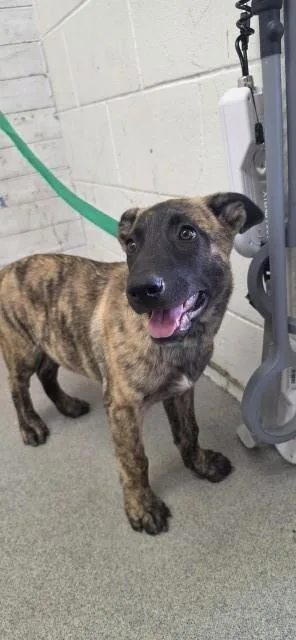 A baby small-sized male Belgian Shepherd / Malinois dog named Lucas for adoption in San Bernardino, CA