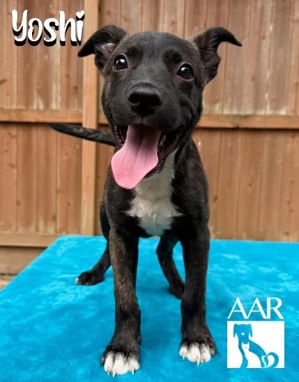 A baby small-sized male Plott Hound dog named Yoshi for adoption in Magnolia, TX