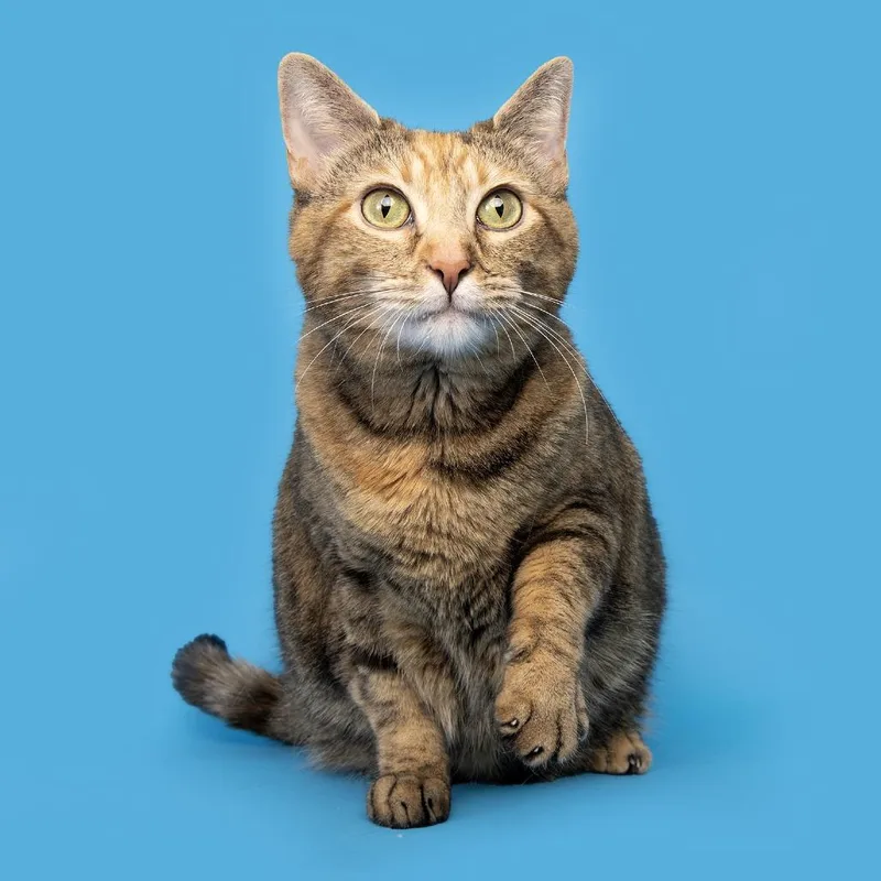 An adult large-sized female Tortoiseshell American Shorthair cat named Honey for adoption in Franklin, TN