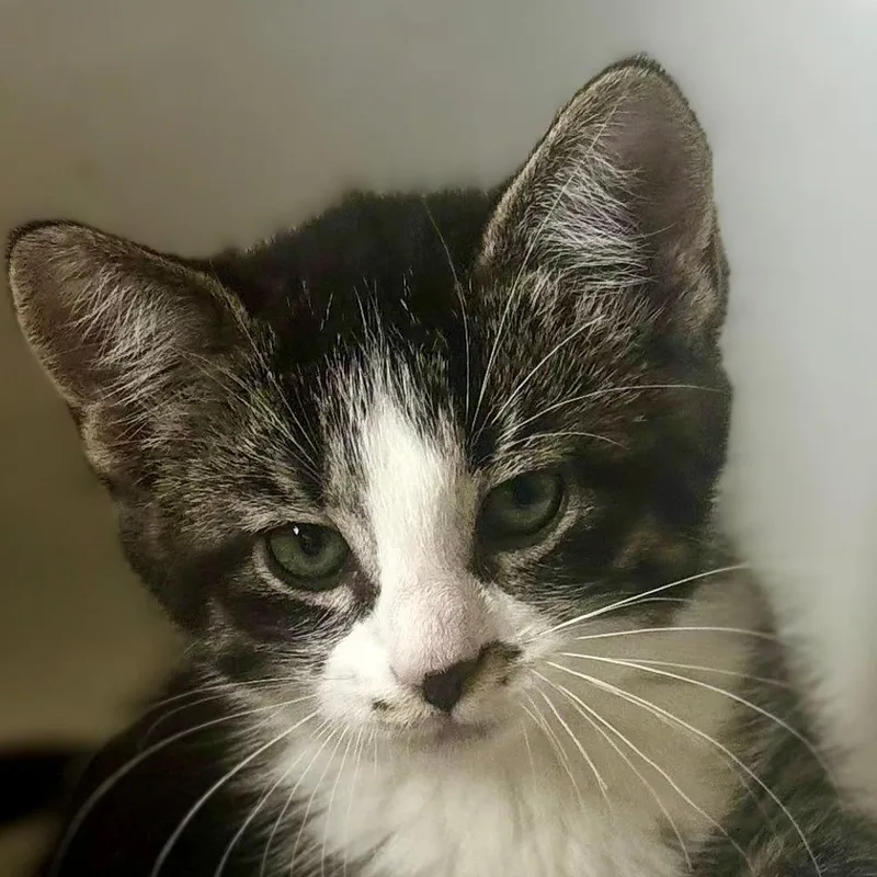 A baby small-sized female Black Domestic Short Hair cat named Birdie for adoption in Minneapolis, MN
