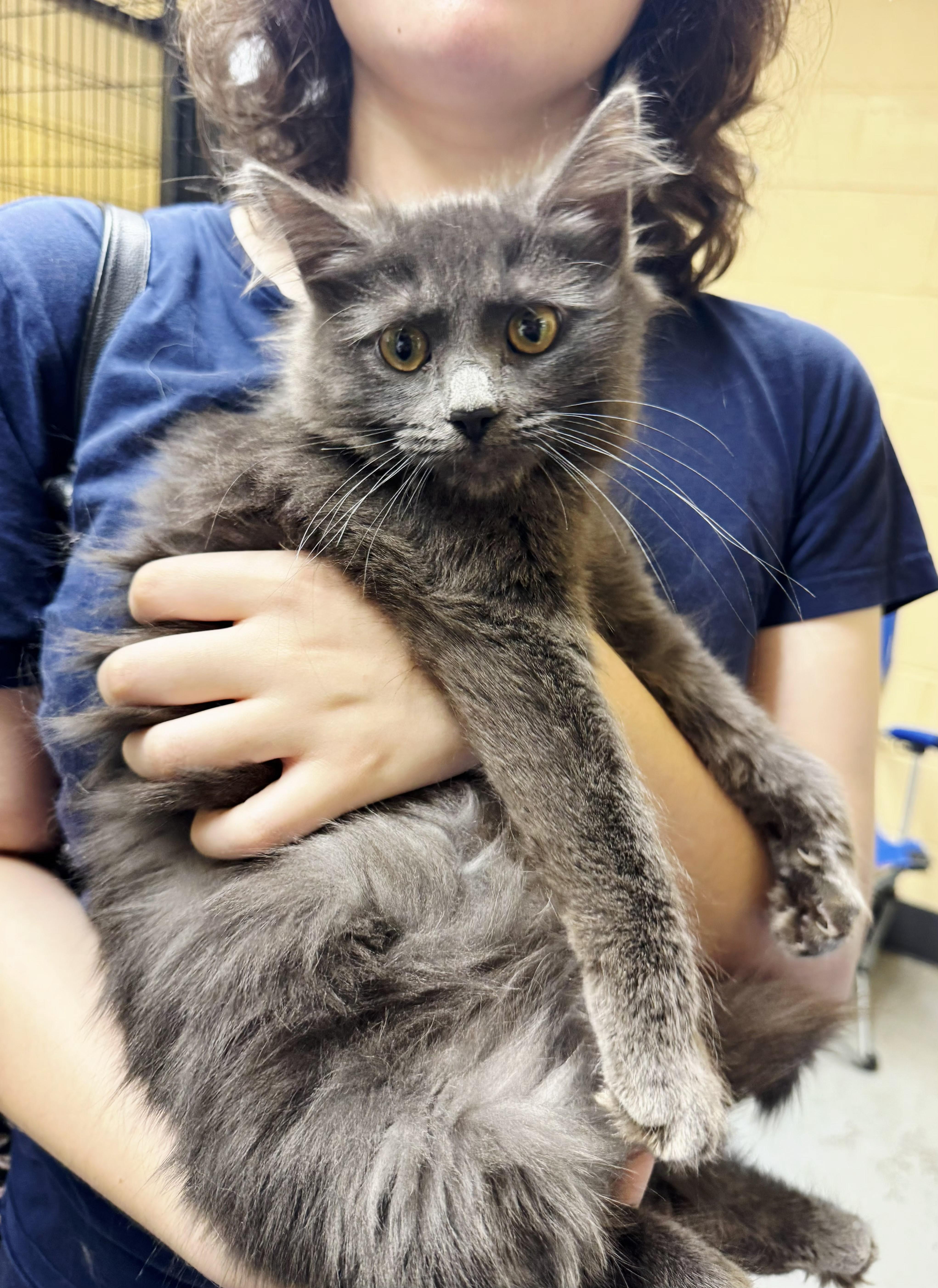 A young medium-sized female Gray / Blue / Silver Domestic Medium Hair cat named Jeanette for adoption in Perth Amboy, NJ