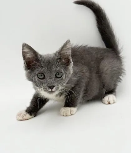 A baby small-sized male Domestic Short Hair cat named Lilo for adoption in Bowling Green, KY