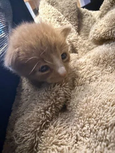 A baby small-sized male Domestic Short Hair cat named Nacho Cheese for adoption in Chamblee, GA