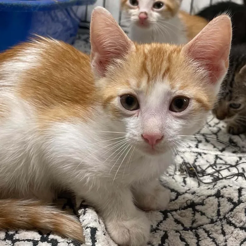A baby small-sized male Orange / Red Domestic Short Hair cat named Sir Aspen for adoption in Inwood, WV