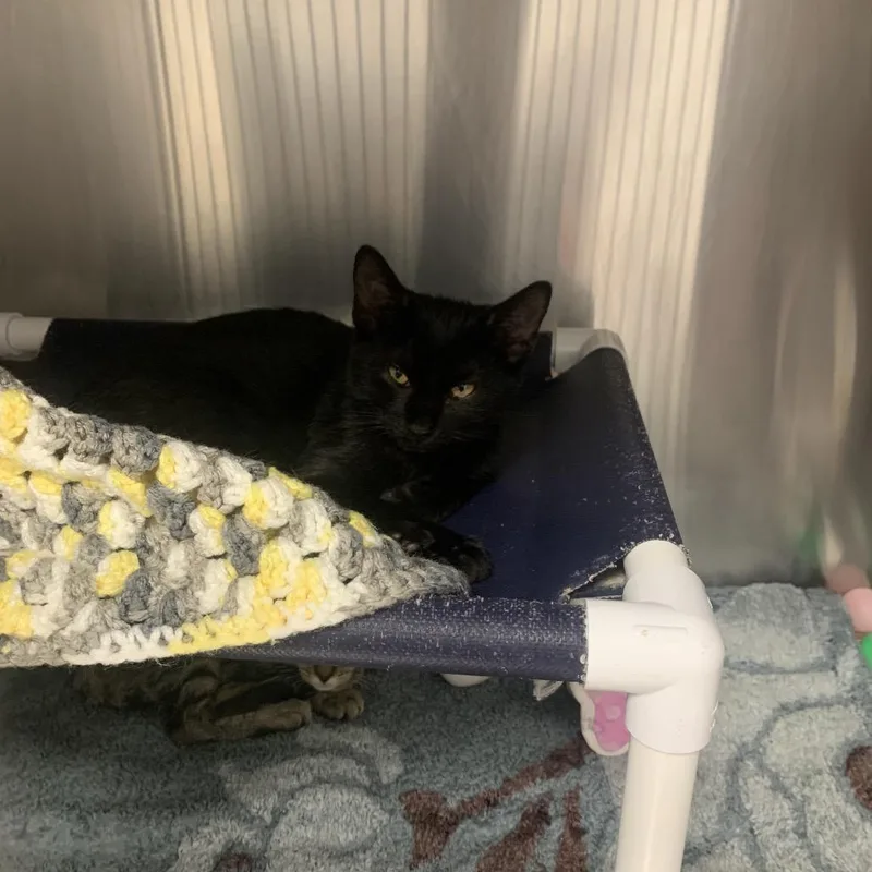 A baby small-sized male Black Domestic Short Hair cat named Hoot for adoption in West Palm Beach, FL