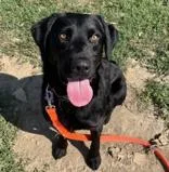 An adult medium-sized male Black Mixed Breed dog named Scales for adoption in Lansing, MI