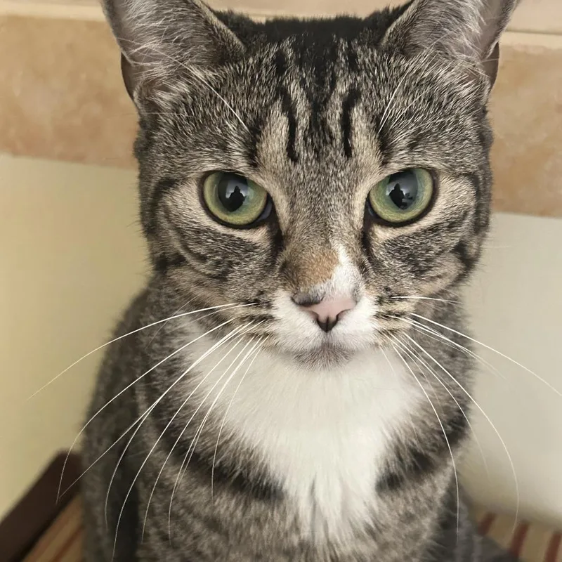 An adult medium-sized female Brown / Chocolate Domestic Short Hair cat named Fiona for adoption in West Palm Beach, FL