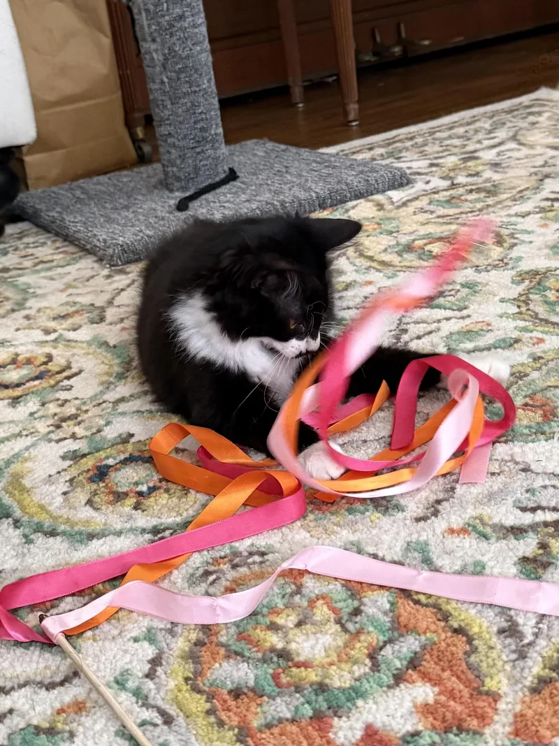 A young medium-sized male Domestic Medium Hair cat named Pong for adoption in Chattanooga, TN