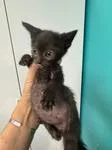 A young medium-sized male Domestic Short Hair cat named Mazen for adoption in Chico, CA