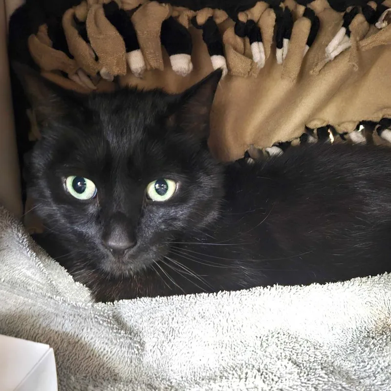 An adult medium-sized male Black Domestic Short Hair cat named Kenny for adoption in Dover, NH