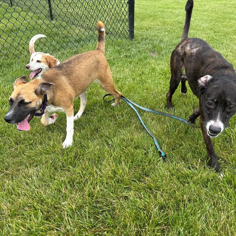 An adult medium-sized female Brindle Mixed Breed dog named Cherry for adoption in Wheeling, IL