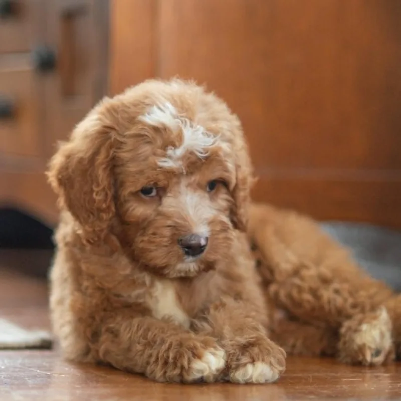 A baby large-sized male Red / Chestnut / Orange Standard Poodle dog named Turner for adoption in Rochester, MN