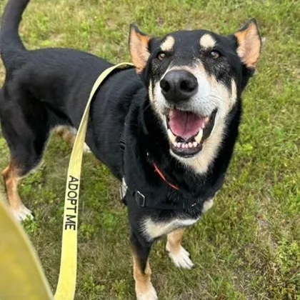 A senior medium-sized male Black German Shepherd Dog dog named Axel in Maine for adoption in Cumberland, ME