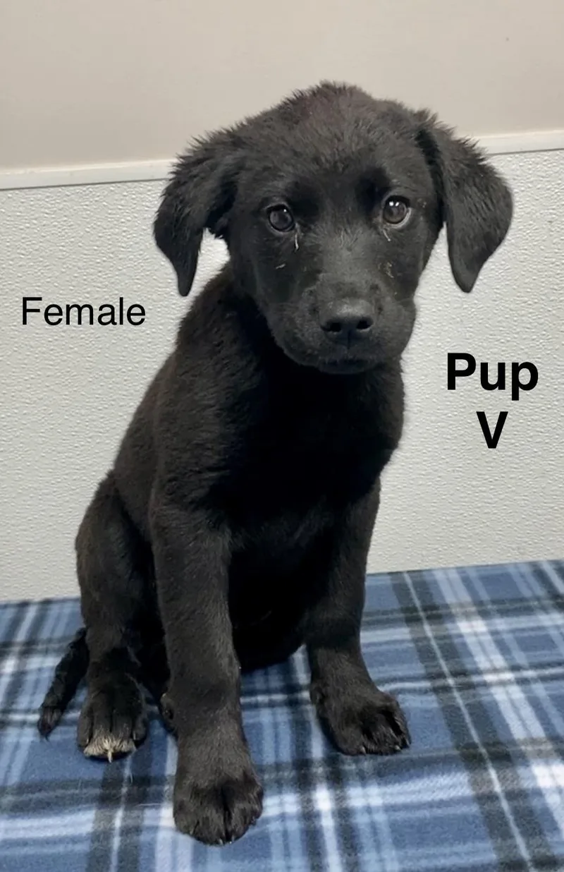 A baby medium-sized female Black Black Labrador Retriever dog named Pup V for adoption in Pomeroy, OH