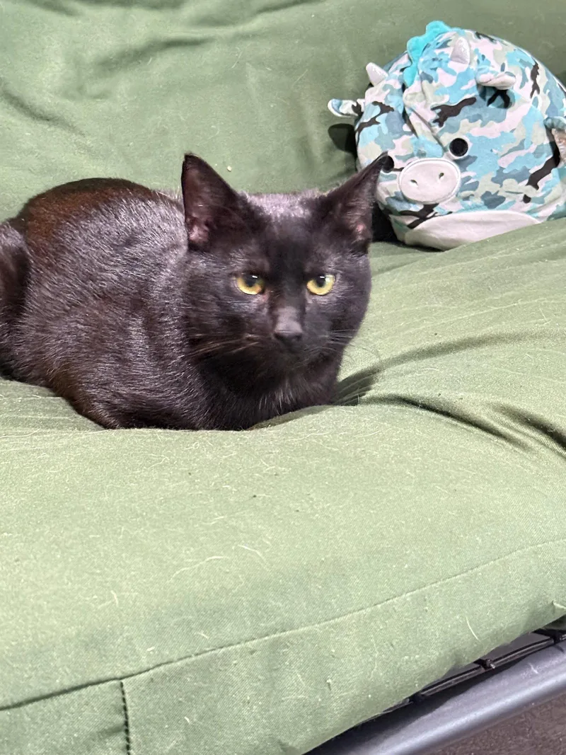 An adult medium-sized male Bombay cat named Lucifer for adoption in East Derry, NH