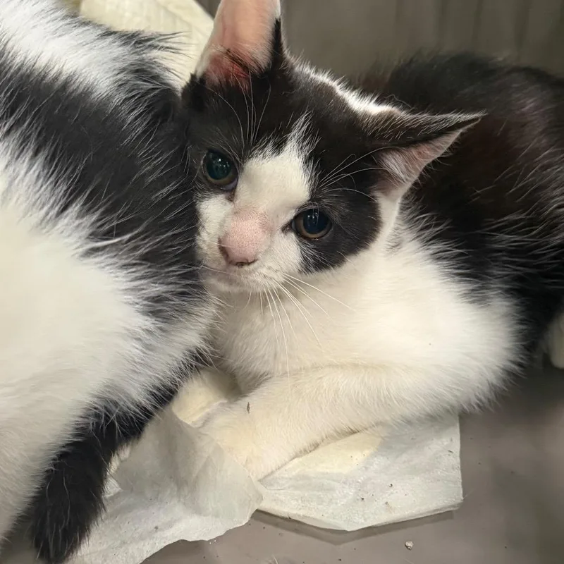 A baby small-sized female Domestic Short Hair cat named Maple for adoption in Greensboro, NC