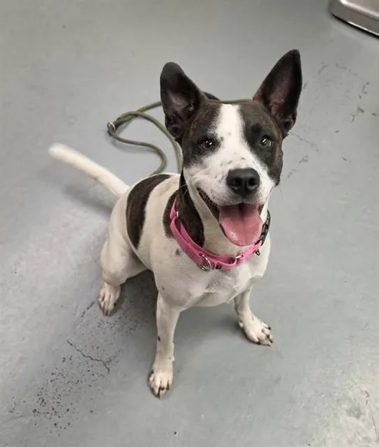 A young medium-sized female White / Cream Pit Bull Terrier dog named Zinnia for adoption in Phoenix, OR