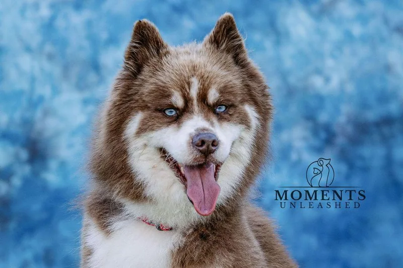 An adult small-sized male Red / Chestnut / Orange Pomsky dog named Disco for adoption in Myakka City, FL