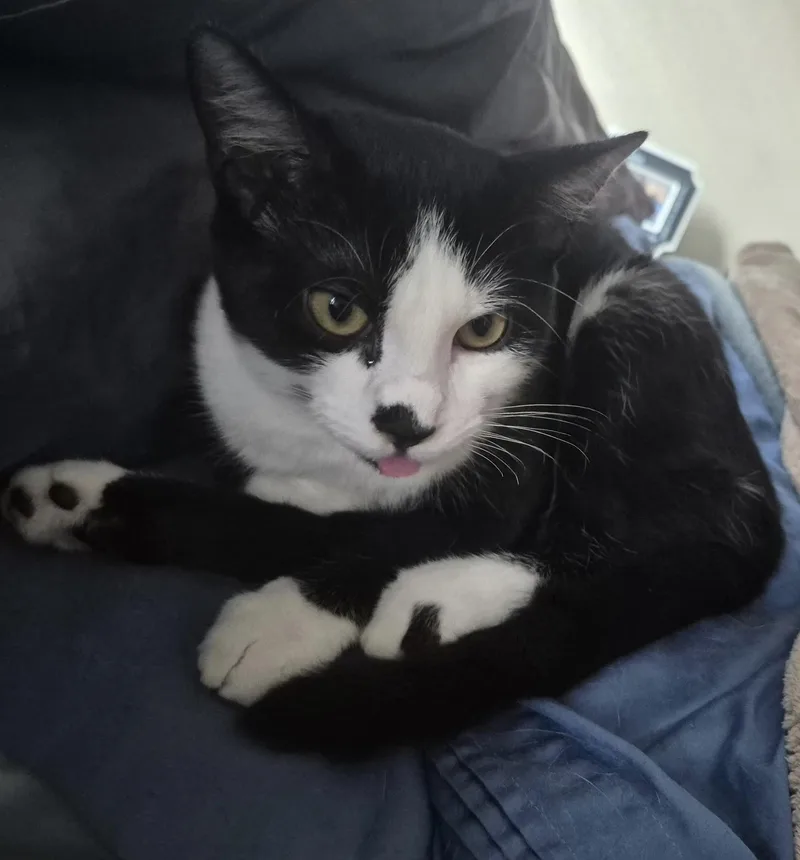 A young medium-sized female Domestic Short Hair cat named Seven for adoption in Cypress, TX