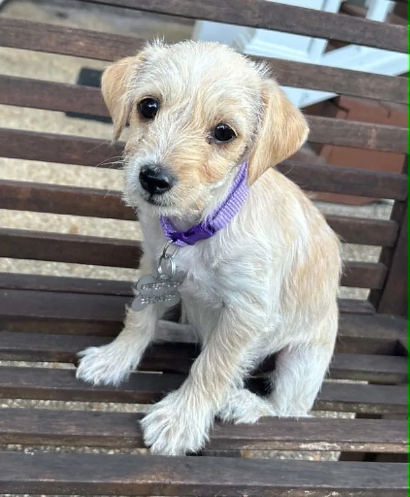 A baby small-sized female Terrier dog named Babs for adoption in Holly Springs, NC