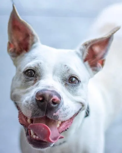 An adult medium-sized female Mixed Breed dog named Jantavia for adoption in Chamblee, GA