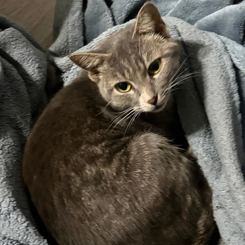 An adult medium-sized female American Shorthair cat named Brandy for adoption in Greensboro, NC