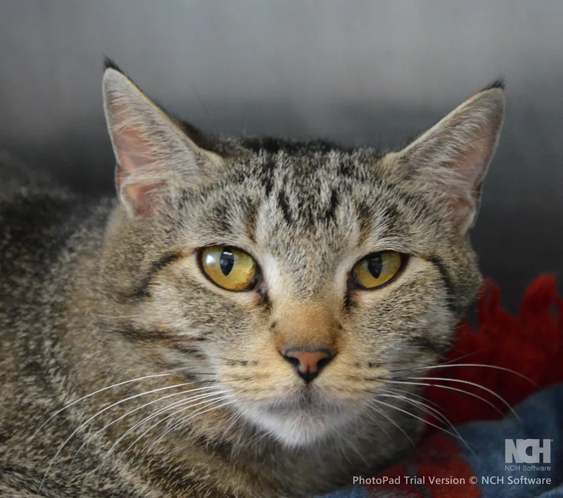 A young medium-sized female Tabby (Brown / Chocolate) Domestic Short Hair cat named Rain Drop for adoption in House Springs, MO