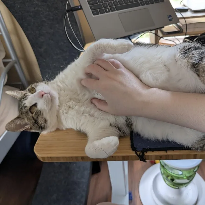 Milo thumbnail 2