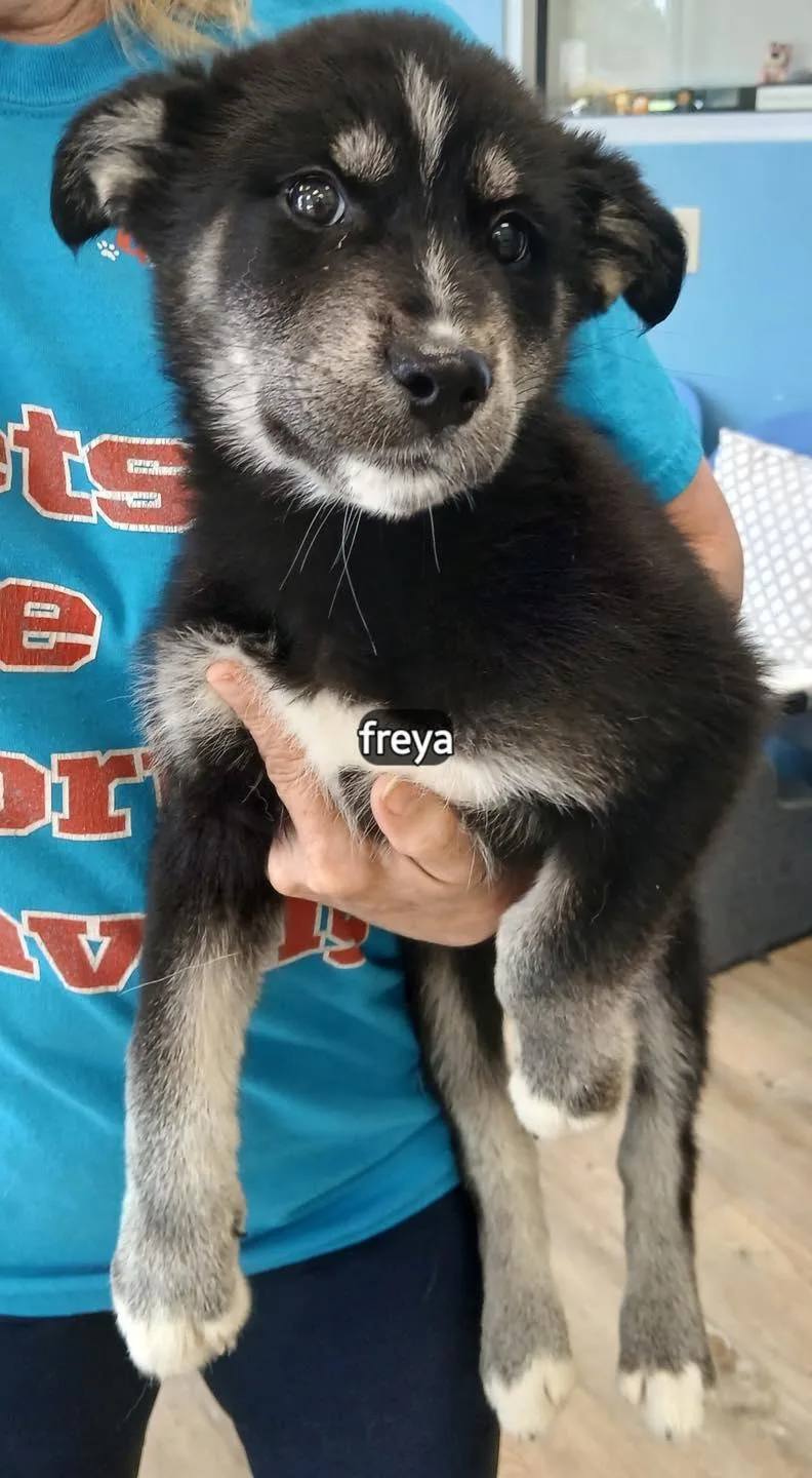 A baby large-sized female Siberian Husky dog named Freya for adoption in Benbrook, TX